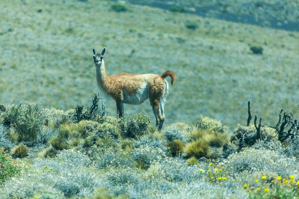 Guanaco in den Anden nahe Malagüe