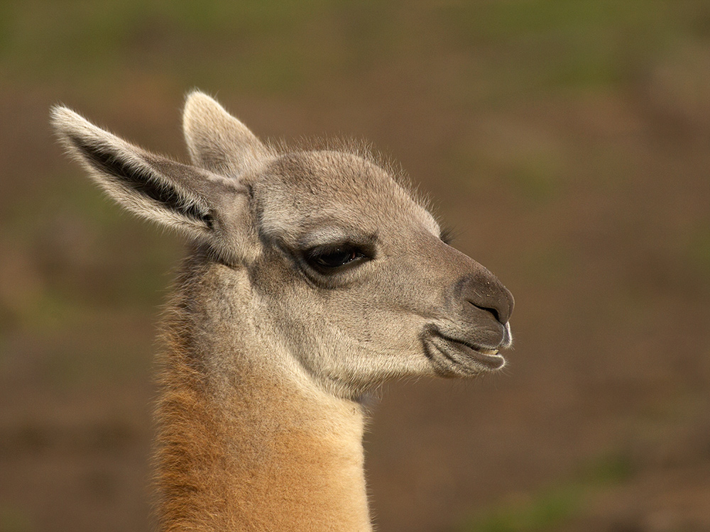 Guanaco Kind