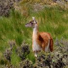 guanaco (Lama guanicoe)