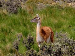 guanaco (Lama guanicoe)