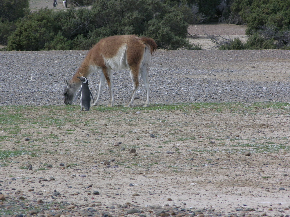 Guanaco mit Magellan Pinguin