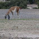 Guanaco mit Magellan Pinguin