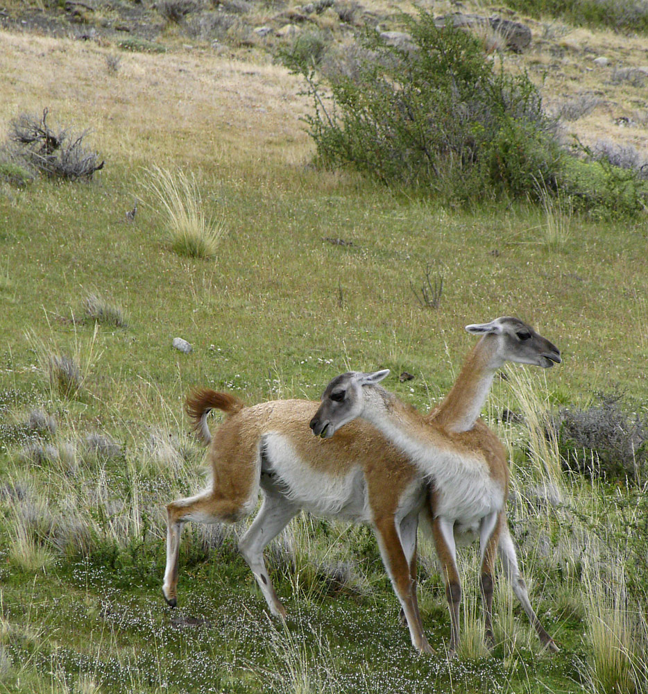 Guanacos