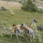 Guanacos