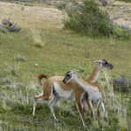 Guanacos