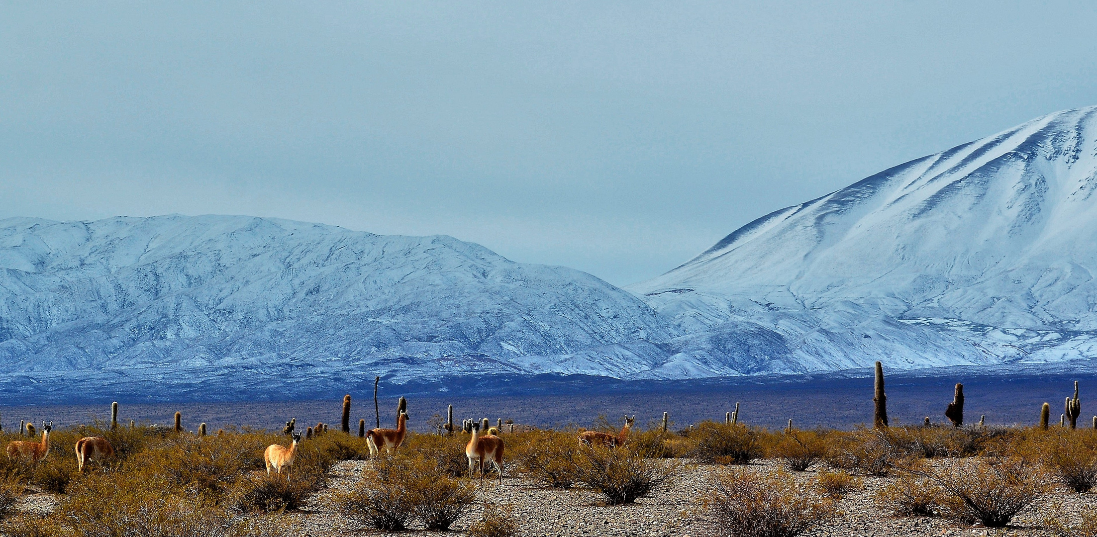 Guanacos