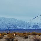 Guanacos