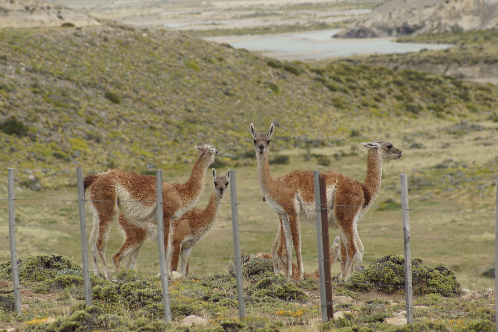 Guanacos 