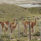 Guanacos 