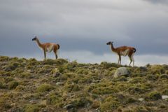 Guanacos