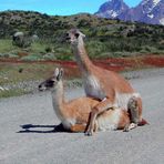 Guanacos