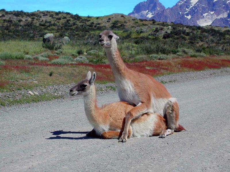 Guanacos