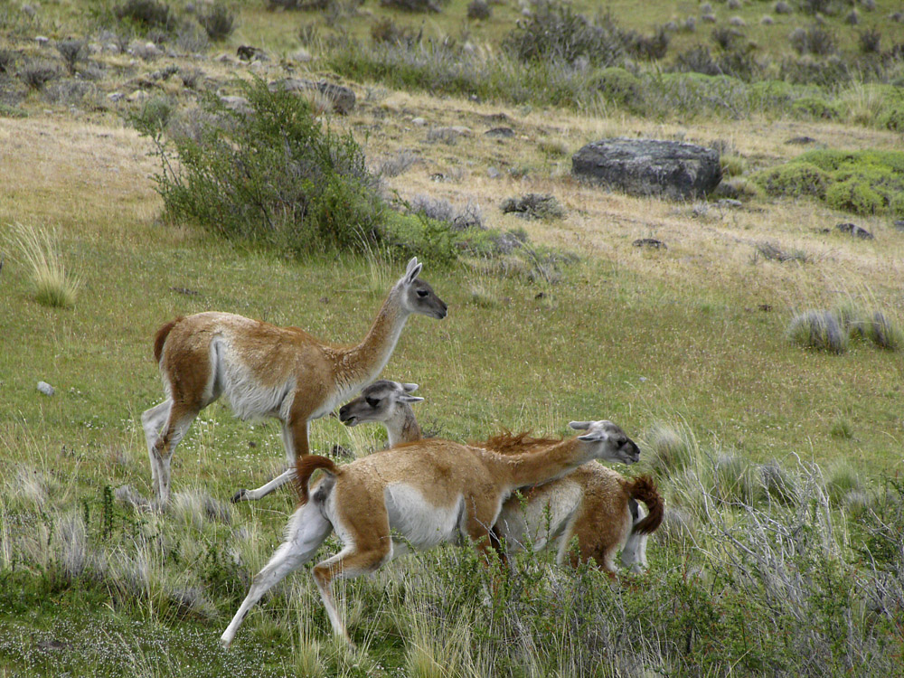 Guanacos