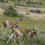 Guanacos