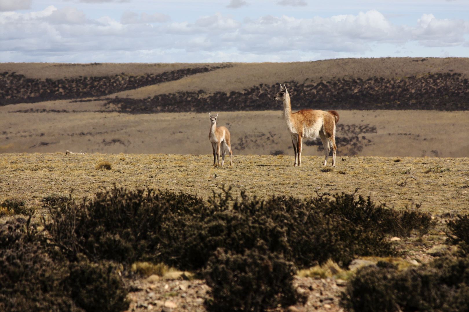 Guanacos by the wayside