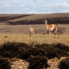 Guanacos by the wayside