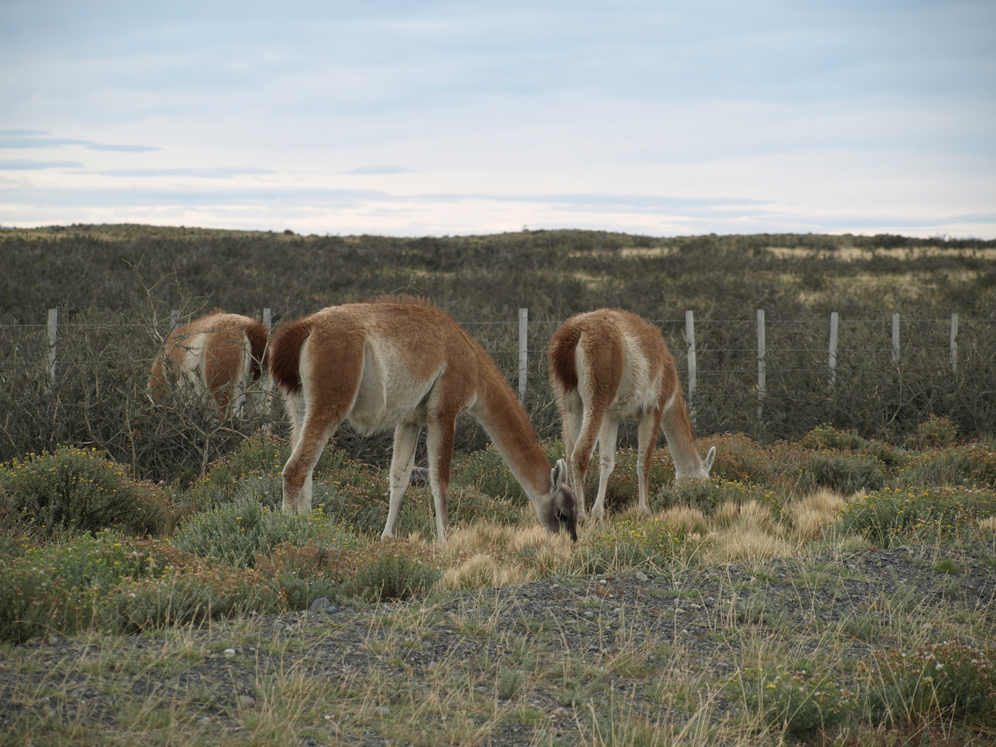 guanacos en el parque nacional Torres del Paine