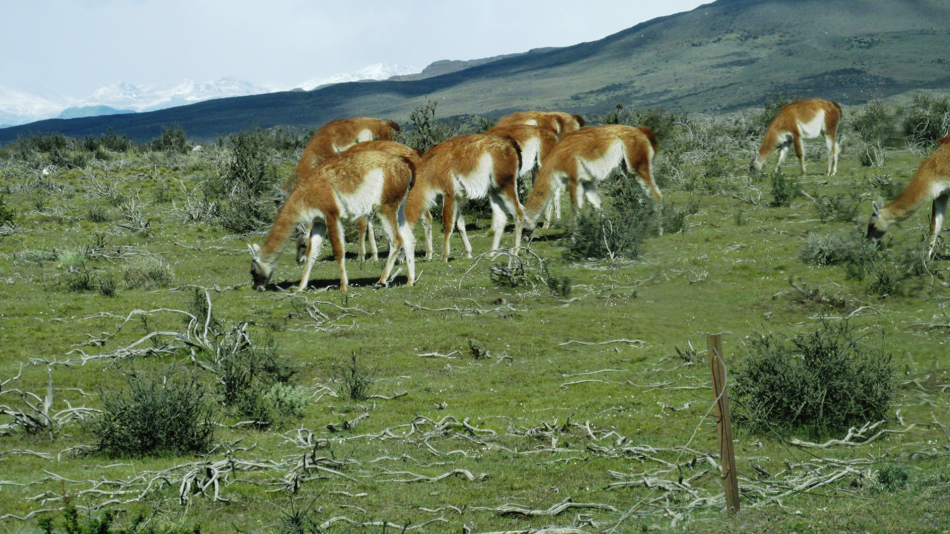 Guanacos en Parque Nacional Torres del Paine