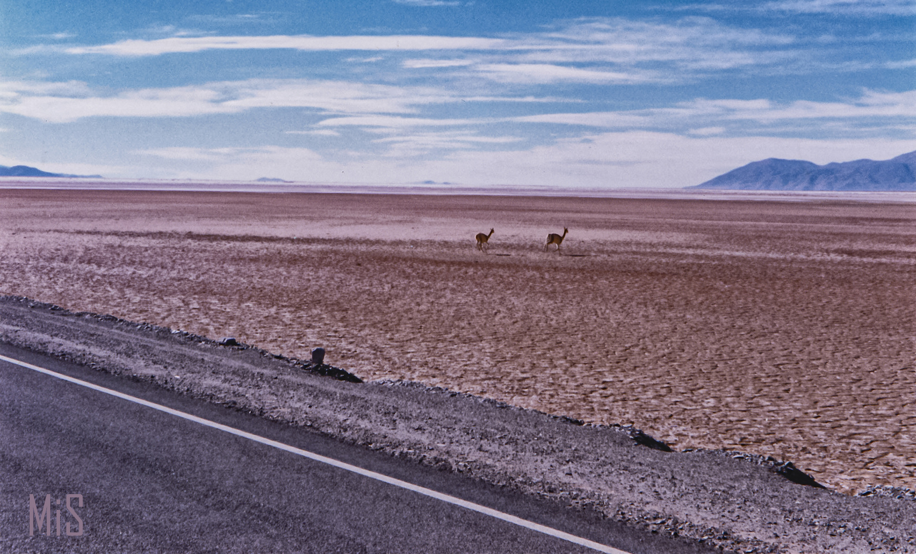 Guanacos en Salta