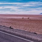 Guanacos en Salta