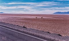 Guanacos en Salta