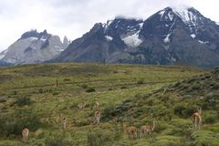 Guanacos im NP Torres del Paine