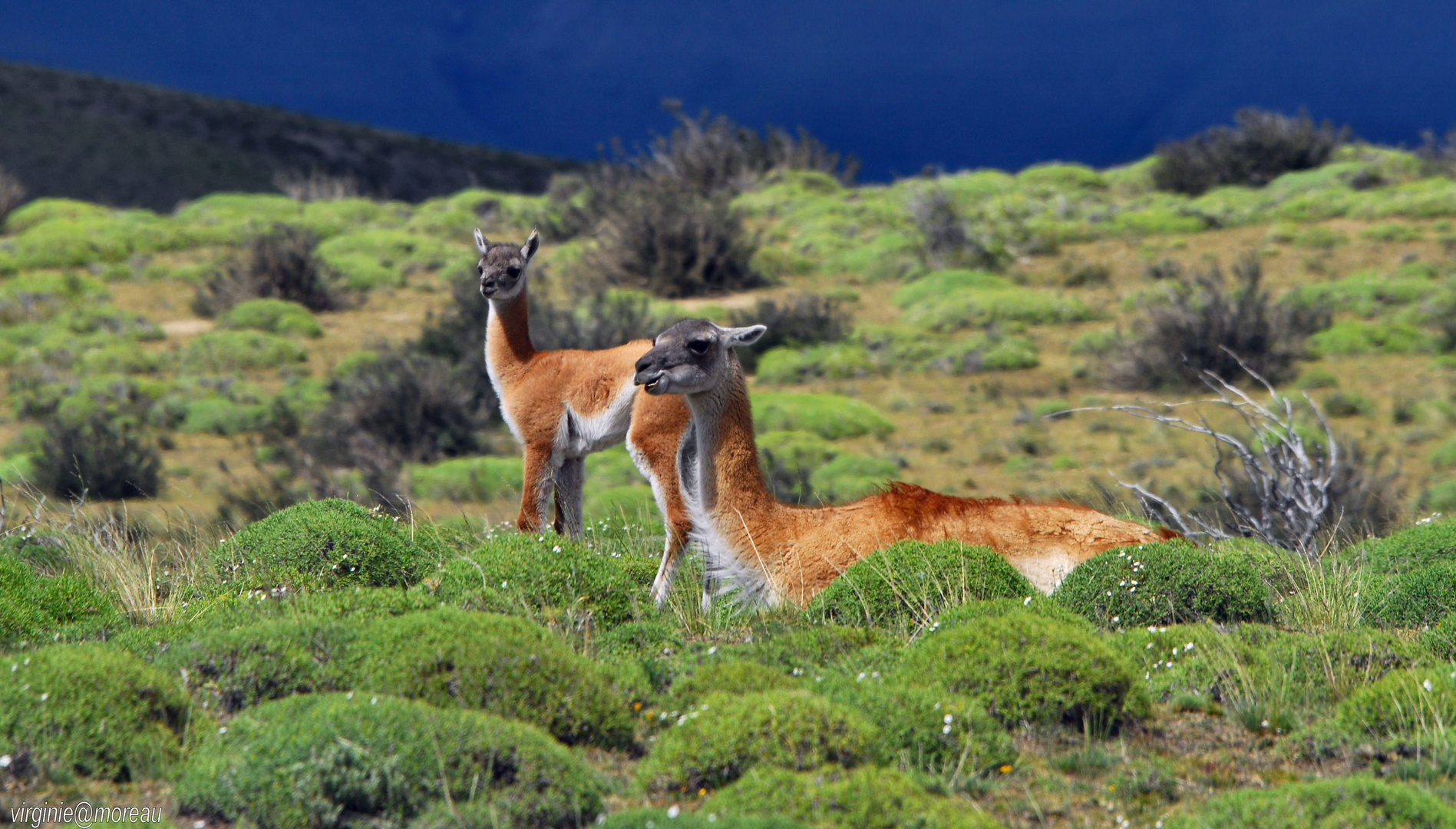 Guanacos inTorres del Paine