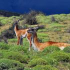 Guanacos inTorres del Paine