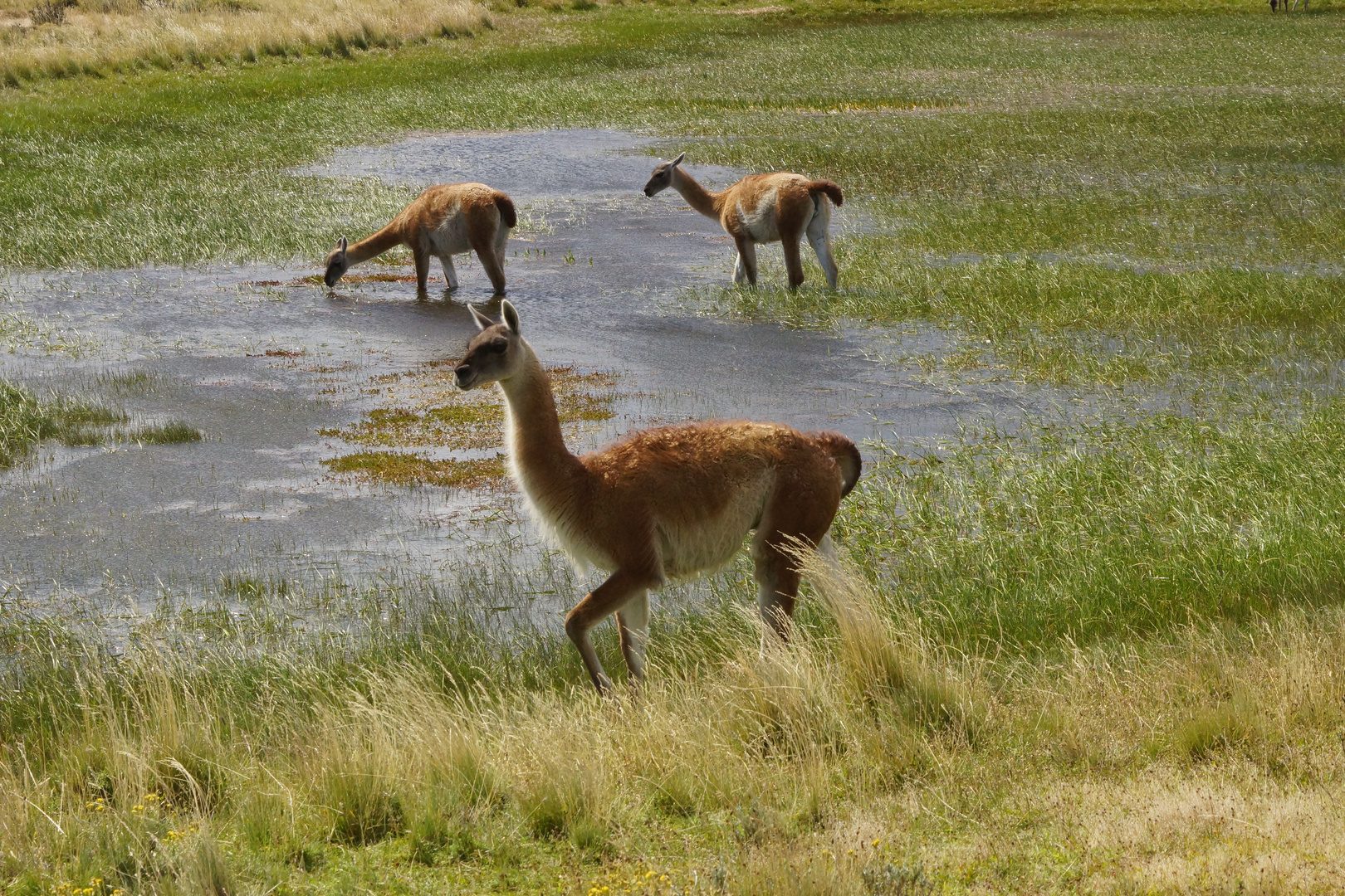 Guanacos - Lama guanicoe