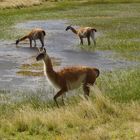 Guanacos - Lama guanicoe