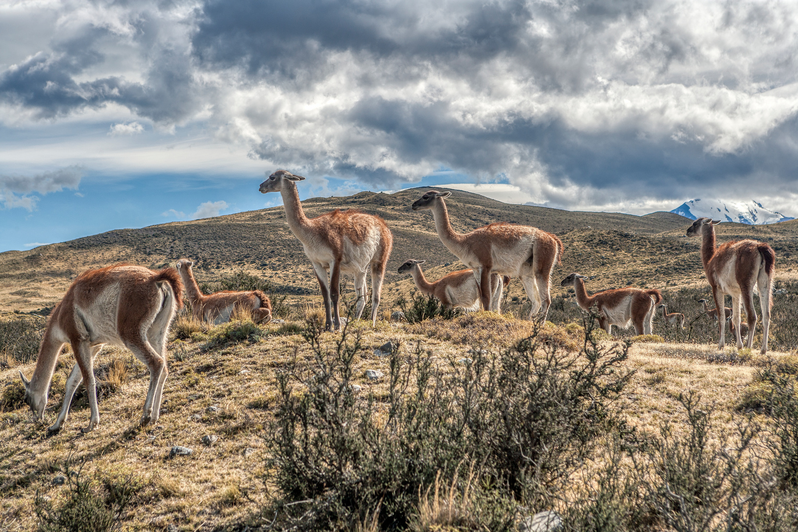 Guanacos laufen überall wild herum in Südpatagonien