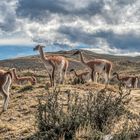 Guanacos laufen überall wild herum in Südpatagonien