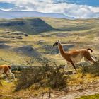 Guanacos Running