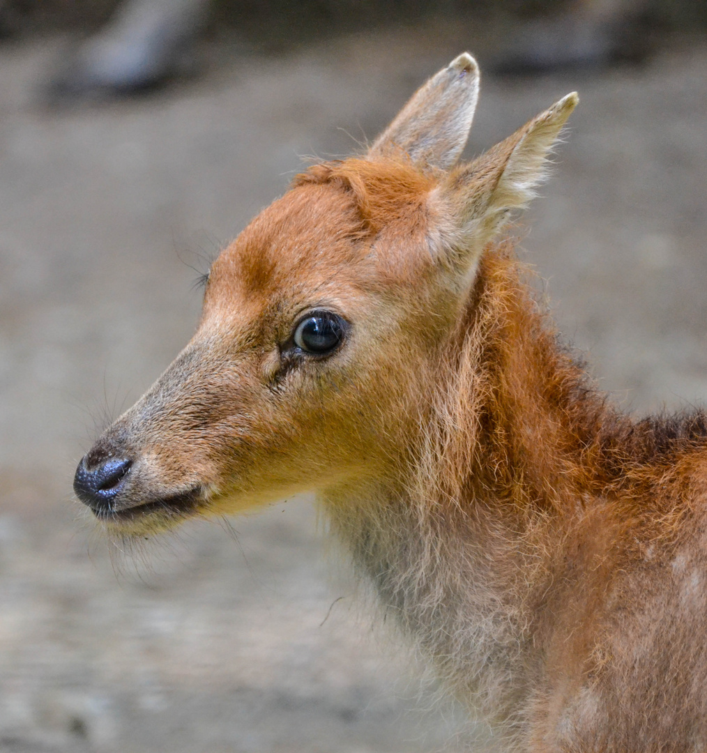 Guanako