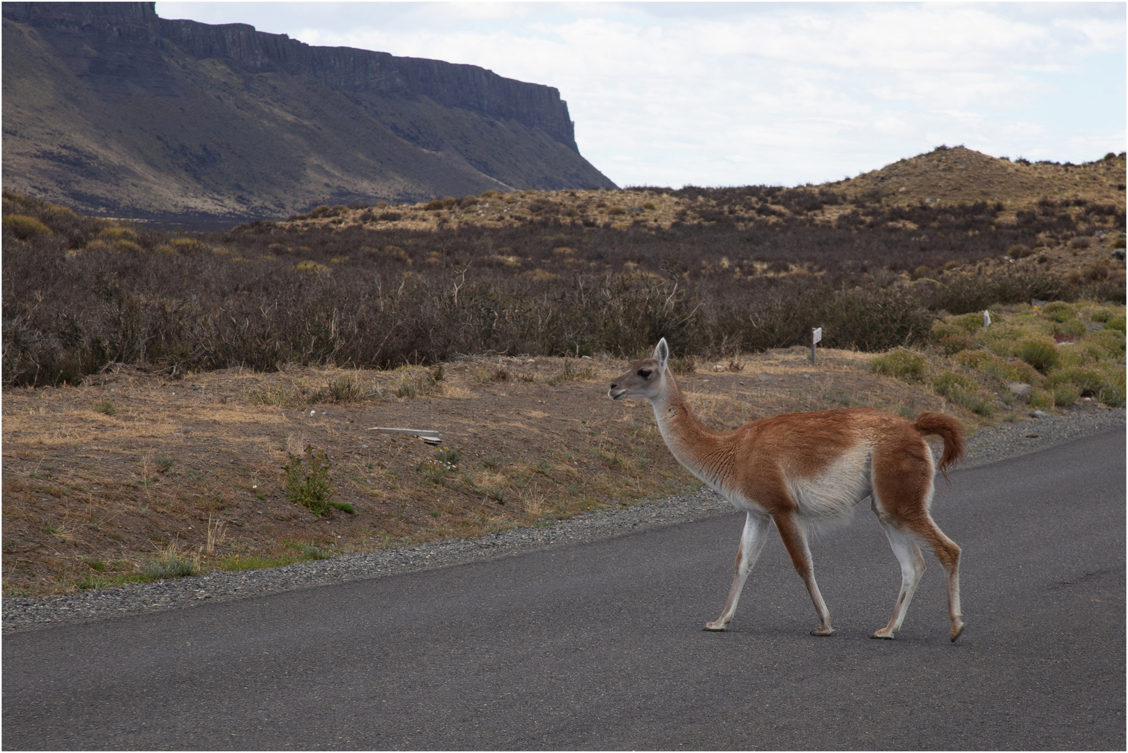 Guanako Foto & Bild | south america, tiere, wildlife Bilder auf