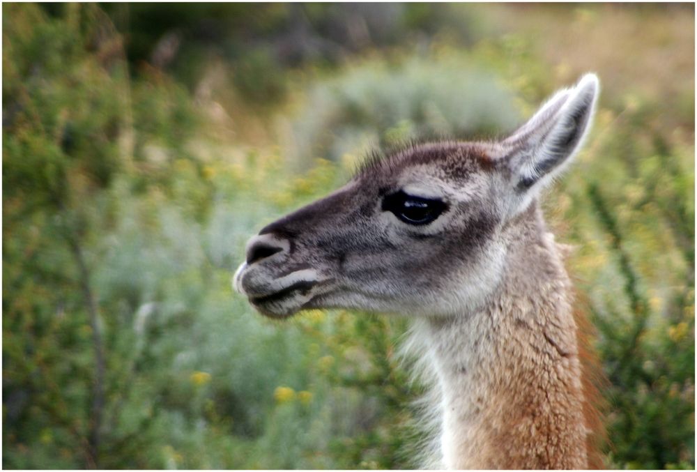 Guanako bei den Torres del Paine