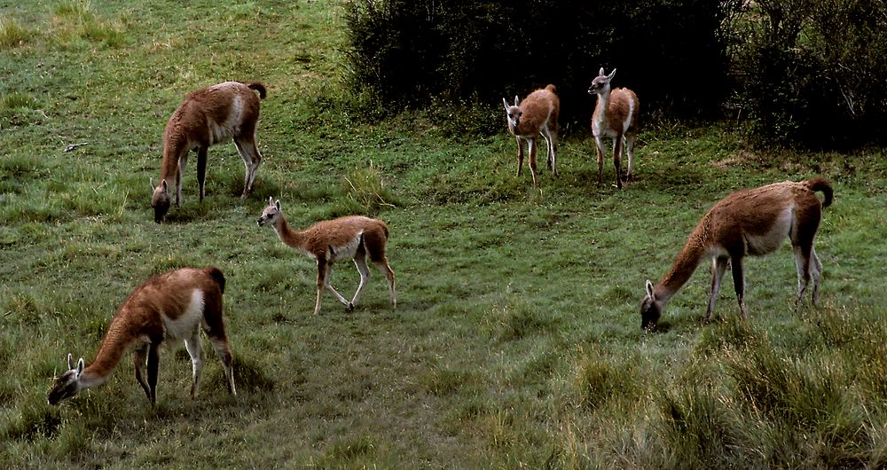 Guanako Familie