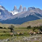 Guanako-Herde vor den Torres del Paine