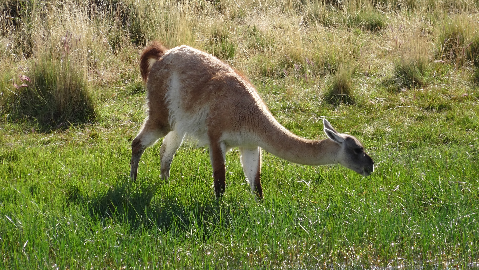 Guanako im Nationalpark Torres del Paine