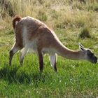 Guanako im Nationalpark Torres del Paine