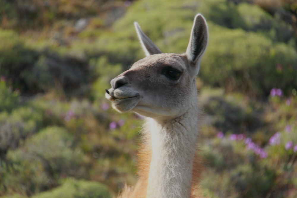 "Guanako" im Nationalpark Torres del Paine