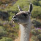 "Guanako" im Nationalpark Torres del Paine