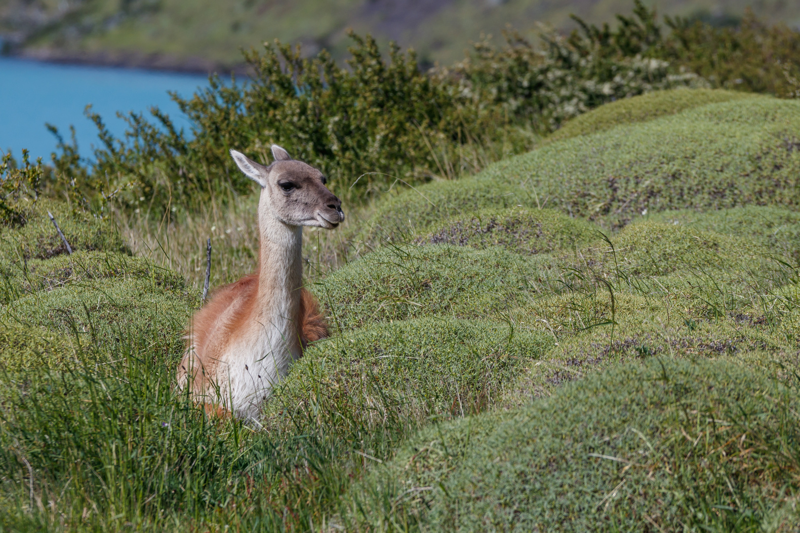 Guanako im Paine Nationalpark in Patagonien/Chile