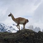 Guanako im Torres del Paine Nationalpark, Chile