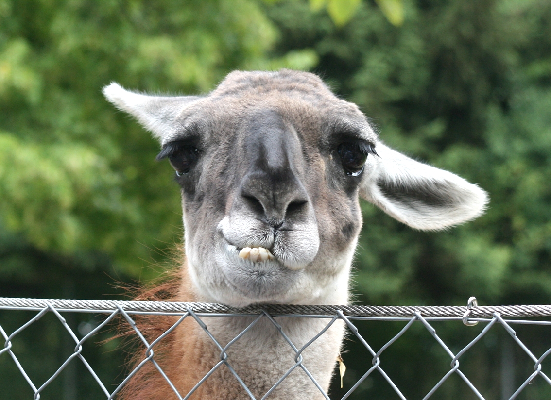 GUANAKO - im Zoo Kronberg