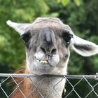 GUANAKO - im Zoo Kronberg