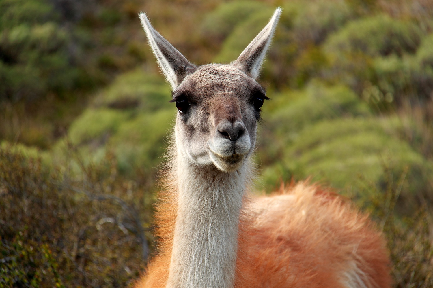 ... Guanako in Chile