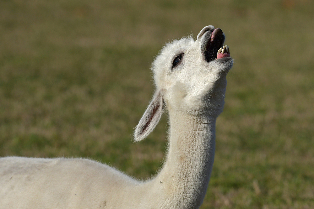 Guanako (Lama) oder Alpaka – das ist hier die Frage 03