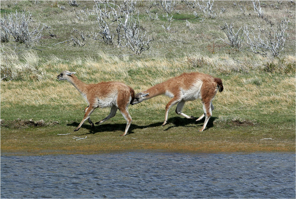 Guanako Run