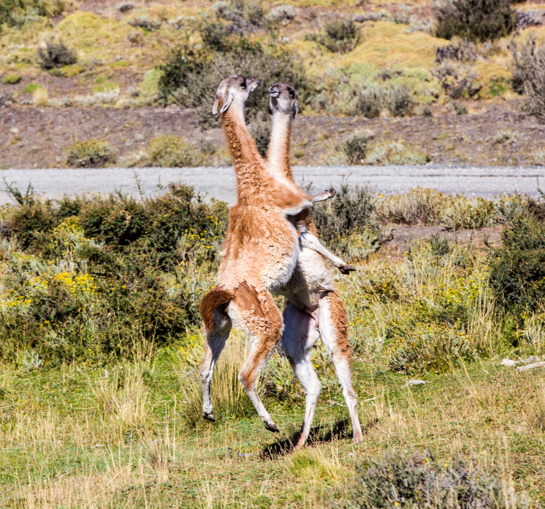 Guanako Tango